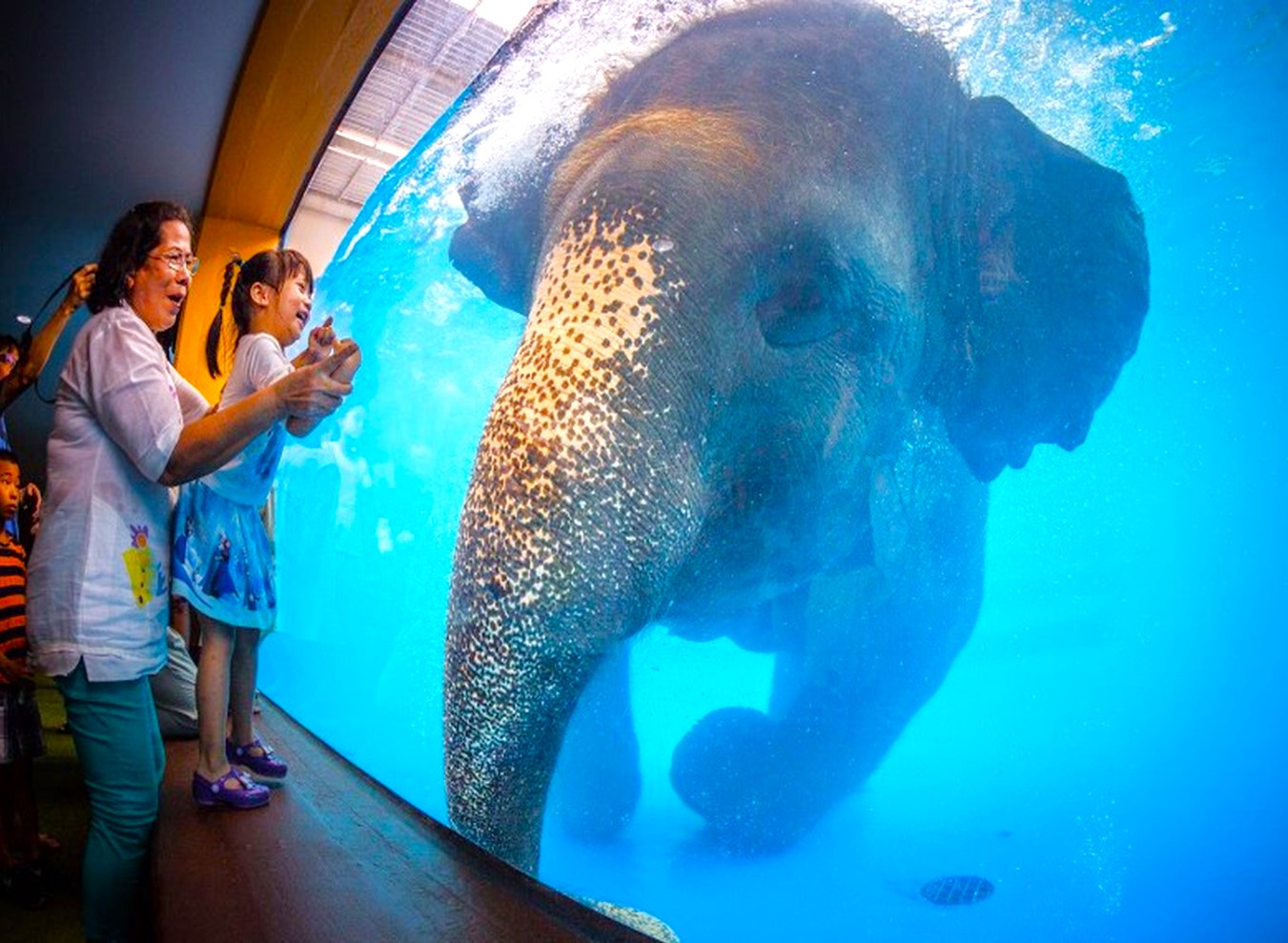 파타야 카오키여우 오픈 주 반일 단독 투어 (한국어 기사) ( Pattaya  Khao Kheow Open Zoo Private Tour + Korean Speaking Driver )