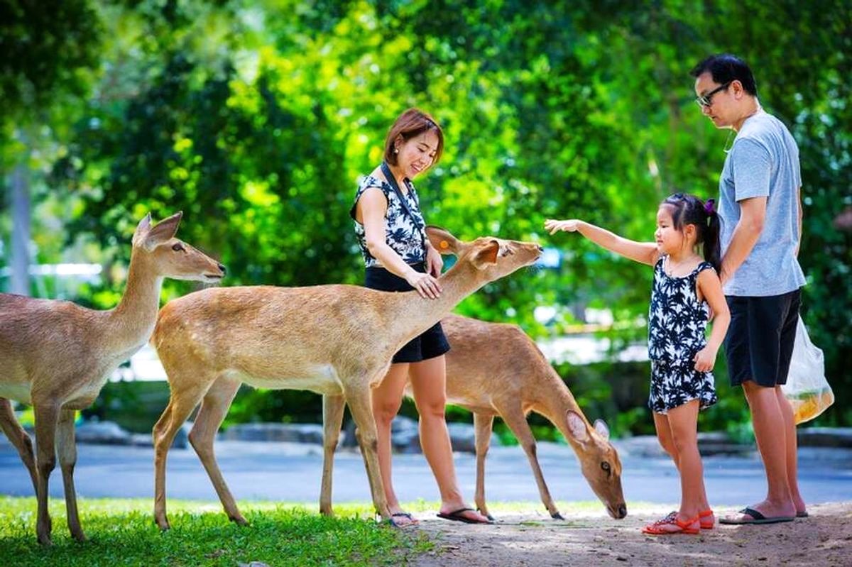 파타야 카오키여우 오픈 주 반일 단독 투어 (한국어 기사) ( Pattaya  Khao Kheow Open Zoo Private Tour + Korean Speaking Driver )