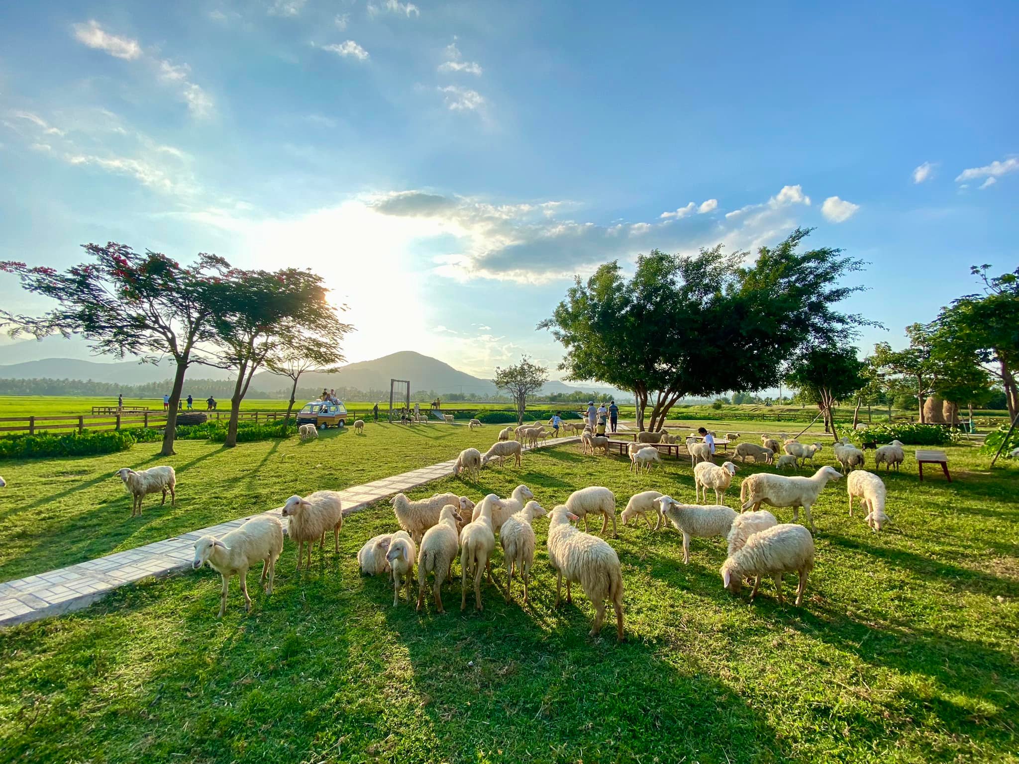 나트랑 판랑 사막 지프 단독 투어 (한국어가이드 양농장) ( Nha Trang Phan Rang Desert Jeep Sheep Farm Private Tour + Korean Guide )