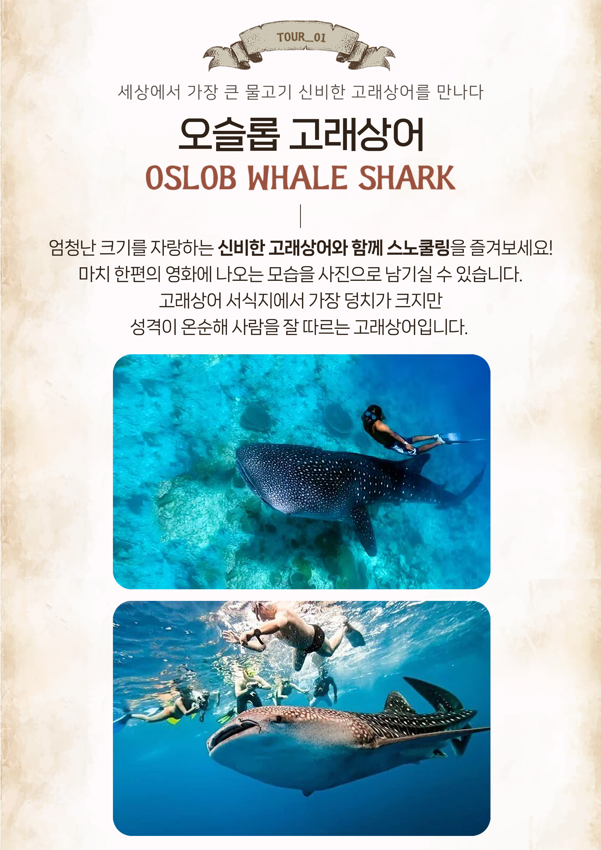 오슬롭고래상어 + 모알보알거북이 [오모팩]