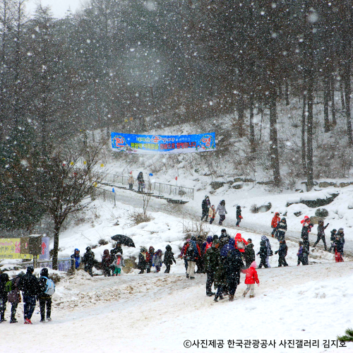 무궁화호 태백산 눈 축제·협곡 열차 눈꽃기차여행(청량리 출발)